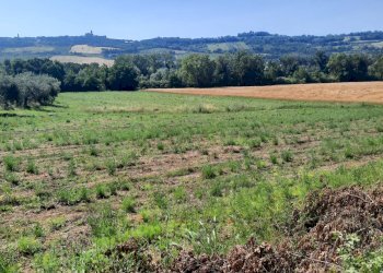 Foto 4 - Terreno agricolo Contrada Svarchi
 
21, Altidona - foto 4