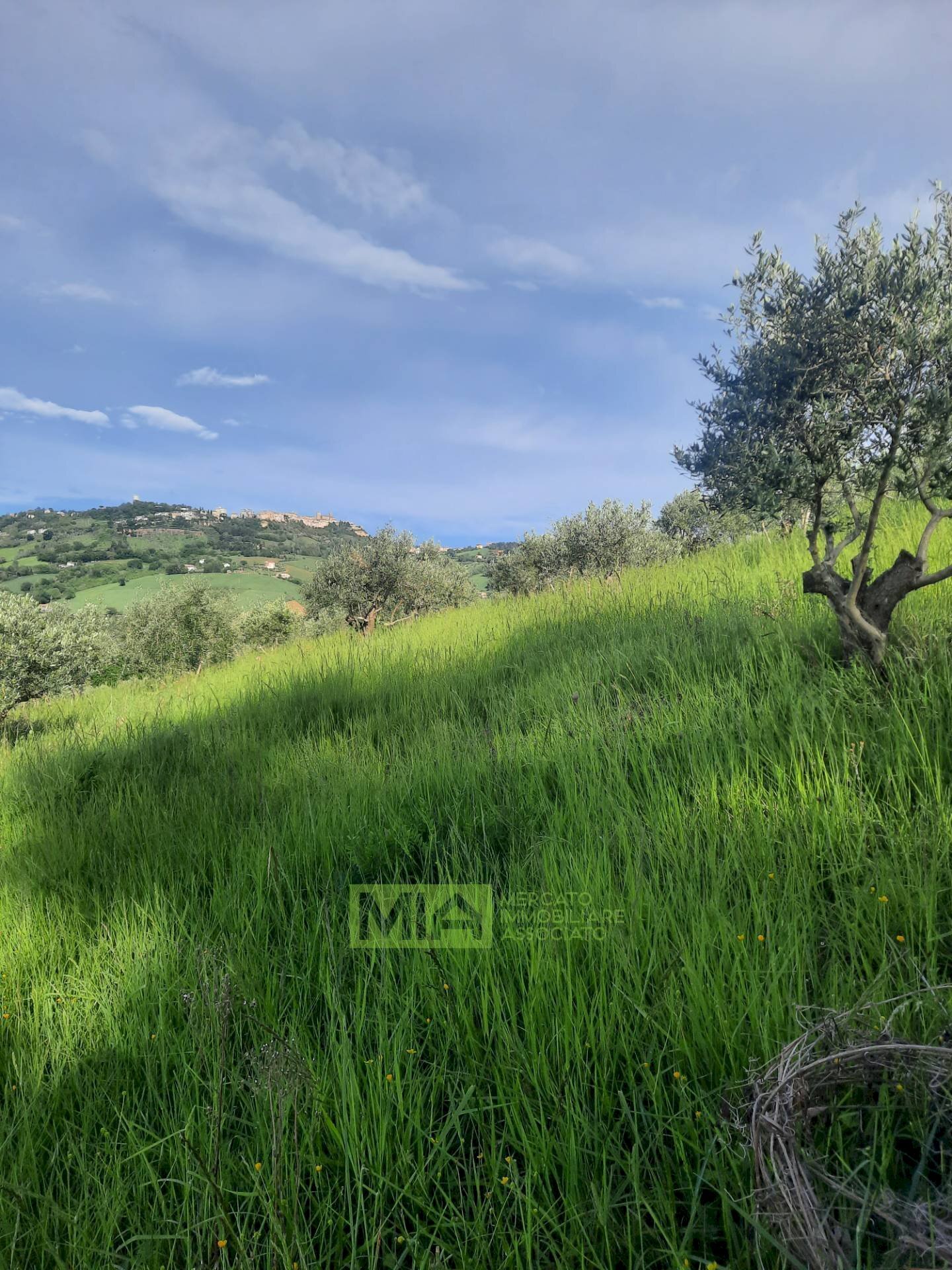 Foto 3 - Terreno agricolo C.da Leandra
 
snc, Montegranaro - foto 3