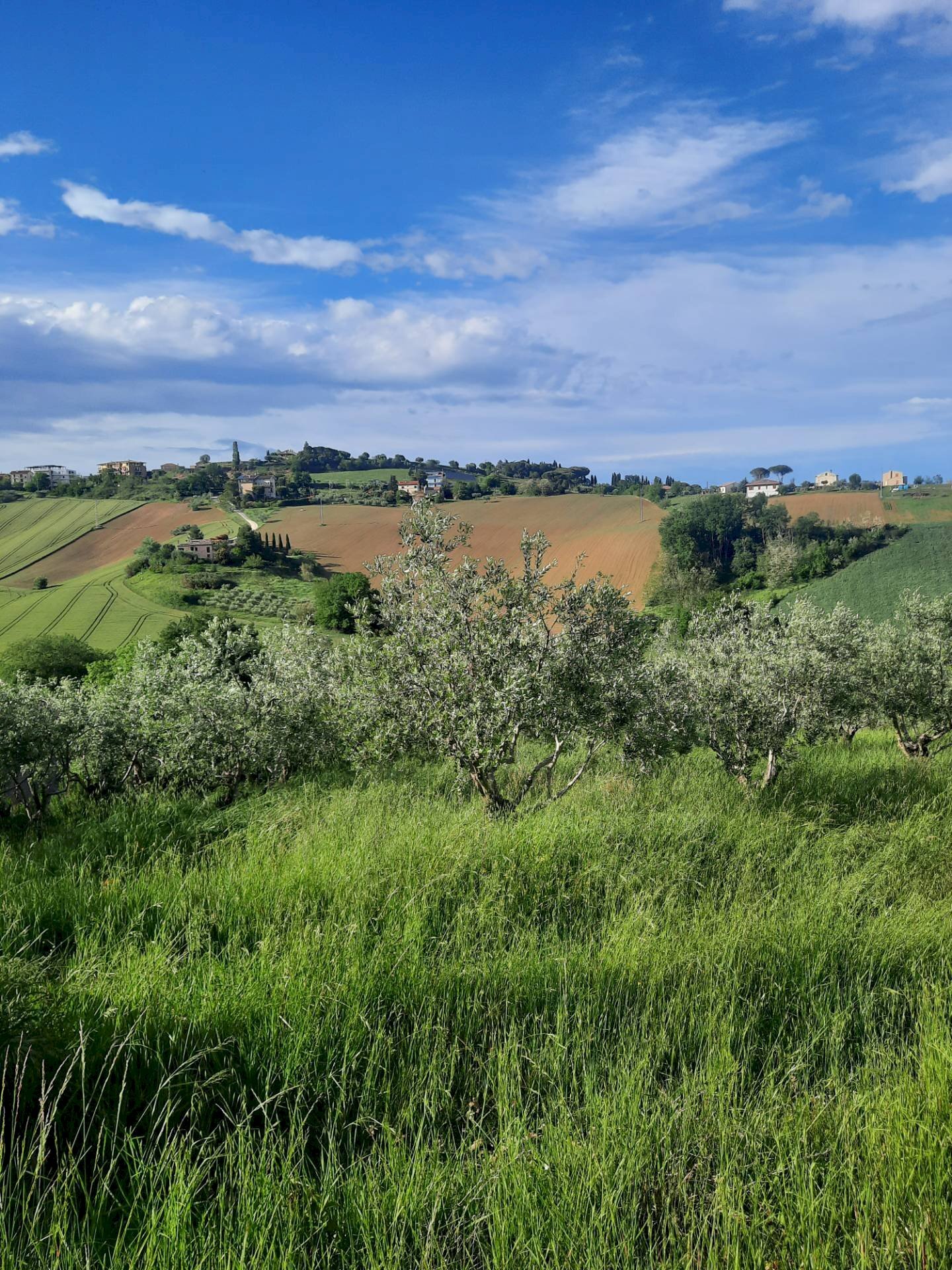 Foto 1 - Agricultural land C.da Leandra
 
snc, Montegranaro - photo 1