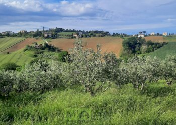 Foto 1 - Terreno agricolo C.da Leandra
 
snc, Montegranaro - foto 1