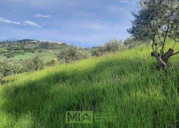 Foto 3 - Terreno agricolo C.da Leandra
 
snc, Montegranaro - foto 3