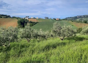 Foto 4 - Terreno agricolo C.da Leandra
 
snc, Montegranaro - foto 4