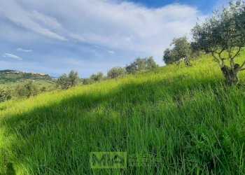 Foto 7 - Terreno agricolo C.da Leandra
 
snc, Montegranaro - foto 7