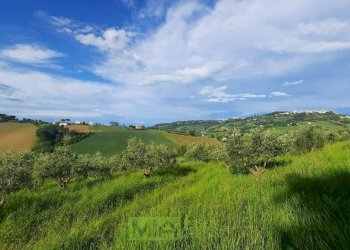 Foto 8 - Terreno agricolo C.da Leandra
 
snc, Montegranaro - foto 8