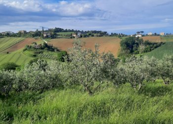 Foto 1 - Terreno agricolo C.da Leandra
snc, Montegranaro - foto 1