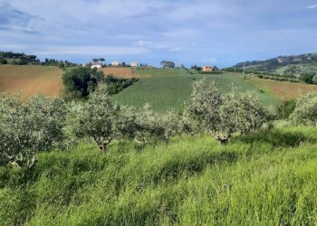 Foto 4 - Terreno agricolo C.da Leandra
snc, Montegranaro - foto 4