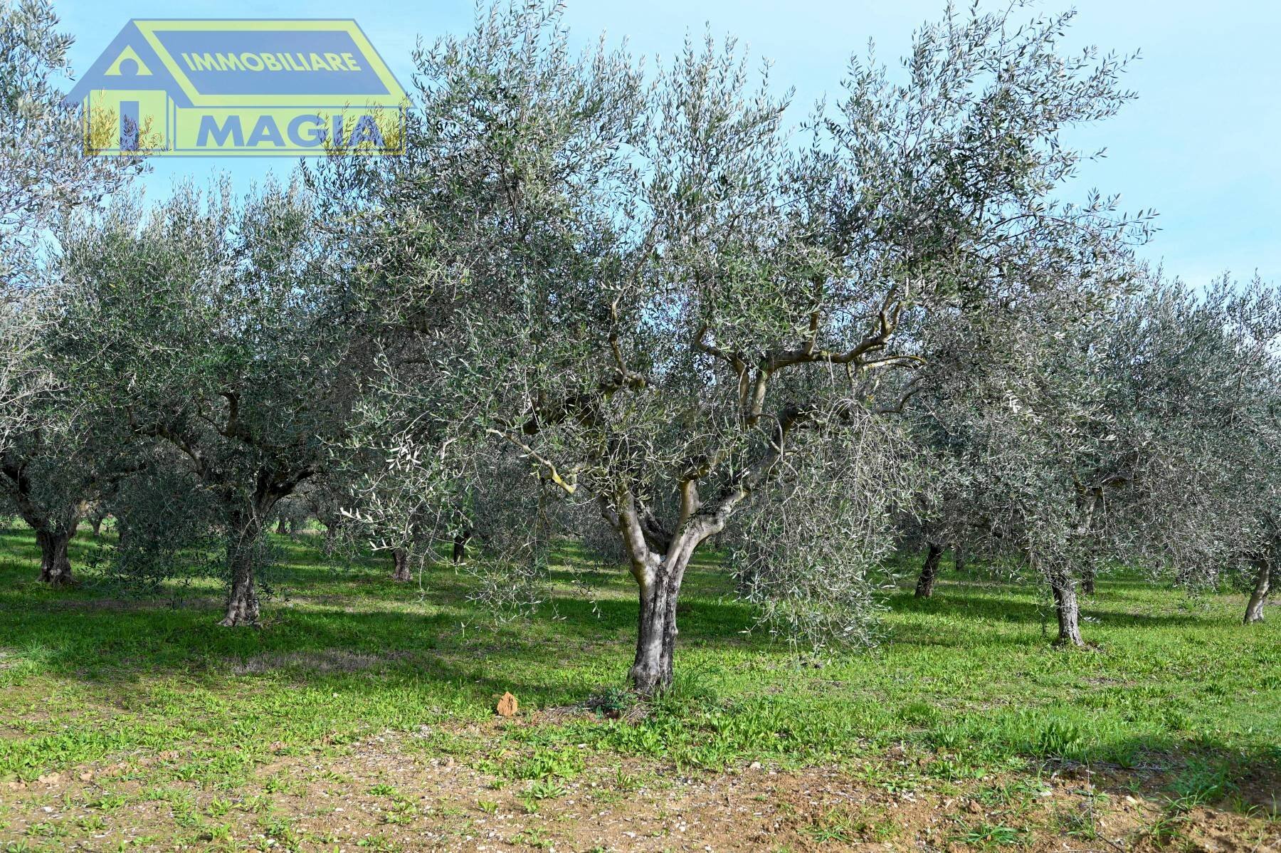 Foto 3 - Terreno agricolo 62, Colli del Tronto - foto 3