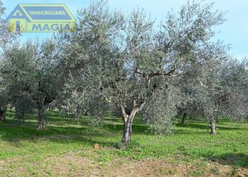 Foto 3 - Terreno agricolo 62, Colli del Tronto - foto 3