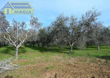 Foto 7 - Terreno agricolo 62, Colli del Tronto - foto 7