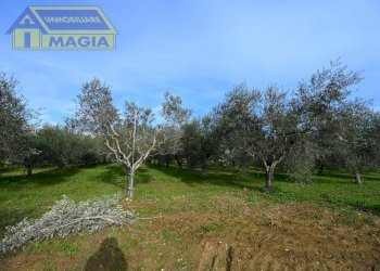 Foto 16 - Terreno agricolo 62, Colli del Tronto - foto 16