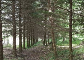 Foto 14 - Villa Ascoli Piceno - foto 14