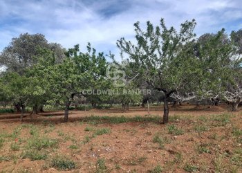 Foto 10 - Baita c.da Gaeta Piccolo
 
sn, San Vito dei Normanni - photo 10