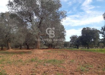 Foto 32 - Baita c.da Gaeta Piccolo
 
sn, San Vito dei Normanni - photo 32