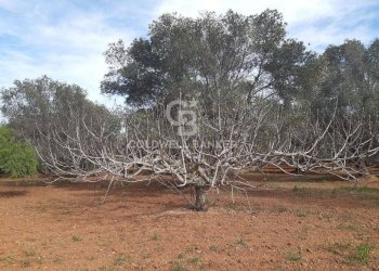 Foto 33 - Baita c.da Gaeta Piccolo
 
sn, San Vito dei Normanni - photo 33