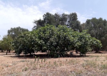 Foto 34 - Baita c.da Gaeta Piccolo
 
sn, San Vito dei Normanni - photo 34