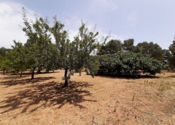 Foto 35 - Baita c.da Gaeta Piccolo
 
sn, San Vito dei Normanni - photo 35