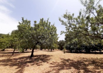 Foto 36 - Baita c.da Gaeta Piccolo
 
sn, San Vito dei Normanni - photo 36