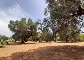 Foto 38 - Baita c.da Gaeta Piccolo
 
sn, San Vito dei Normanni - photo 38