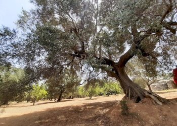 Foto 39 - Baita c.da Gaeta Piccolo
 
sn, San Vito dei Normanni - photo 39