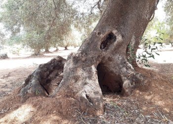 Foto 40 - Baita c.da Gaeta Piccolo
 
sn, San Vito dei Normanni - photo 40