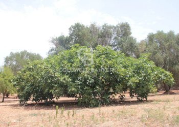 Foto 46 - Baita c.da Gaeta Piccolo
 
sn, San Vito dei Normanni - photo 46