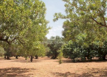 Foto 50 - Baita c.da Gaeta Piccolo
 
sn, San Vito dei Normanni - photo 50