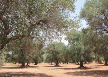 Foto 51 - Baita c.da Gaeta Piccolo
 
sn, San Vito dei Normanni - photo 51