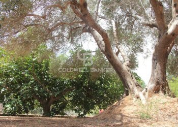 Foto 52 - Baita c.da Gaeta Piccolo
 
sn, San Vito dei Normanni - photo 52