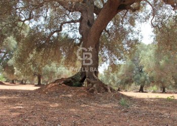 Foto 53 - Baita c.da Gaeta Piccolo
 
sn, San Vito dei Normanni - photo 53