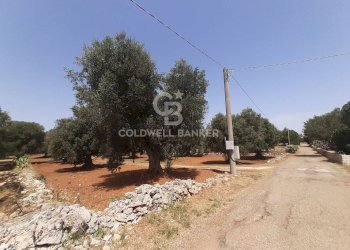 Foto 2 - Terreno agricolo c.da Gaeta Piccolo
 
sn, San Vito dei Normanni - foto 2