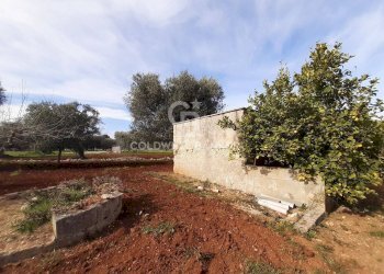 Foto 3 - Terreno agricolo c.da Gaeta Piccolo
 
sn, San Vito dei Normanni - foto 3