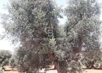 Foto 4 - Terreno agricolo c.da Gaeta Piccolo
 
sn, San Vito dei Normanni - foto 4