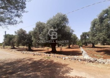 Foto 5 - Terreno agricolo c.da Gaeta Piccolo
 
sn, San Vito dei Normanni - foto 5