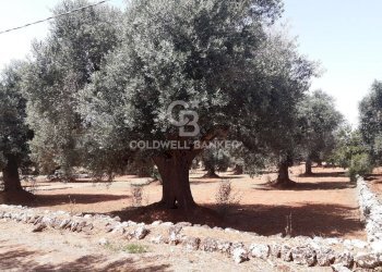 Foto 6 - Terreno agricolo c.da Gaeta Piccolo
 
sn, San Vito dei Normanni - foto 6