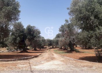 Foto 7 - Terreno agricolo c.da Gaeta Piccolo
 
sn, San Vito dei Normanni - foto 7