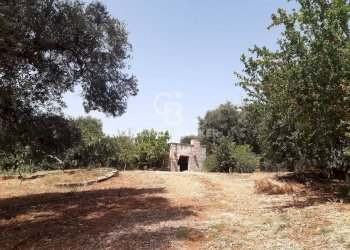 Foto 8 - Terreno agricolo c.da Gaeta Piccolo
 
sn, San Vito dei Normanni - foto 8