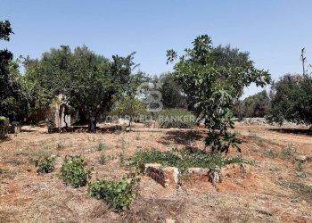 Foto 9 - Terreno agricolo c.da Gaeta Piccolo
 
sn, San Vito dei Normanni - foto 9