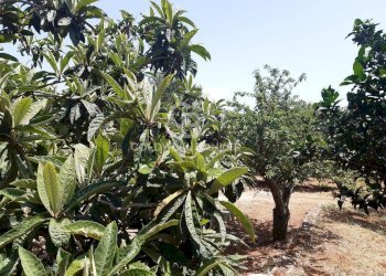 Foto 12 - Terreno agricolo c.da Gaeta Piccolo
 
sn, San Vito dei Normanni - foto 12