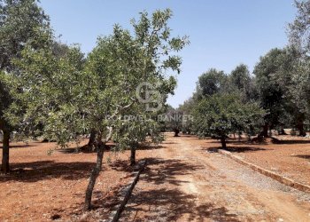 Foto 13 - Terreno agricolo c.da Gaeta Piccolo
 
sn, San Vito dei Normanni - foto 13