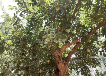 Foto 14 - Terreno agricolo c.da Gaeta Piccolo
 
sn, San Vito dei Normanni - foto 14