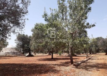 Foto 15 - Terreno agricolo c.da Gaeta Piccolo
 
sn, San Vito dei Normanni - foto 15