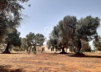 Foto 16 - Terreno agricolo c.da Gaeta Piccolo
 
sn, San Vito dei Normanni - foto 16