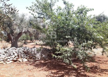 Foto 17 - Terreno agricolo c.da Gaeta Piccolo
 
sn, San Vito dei Normanni - foto 17