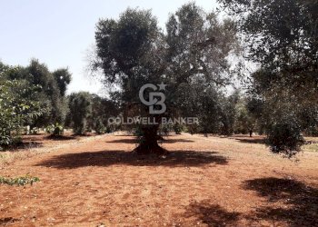 Foto 18 - Terreno agricolo c.da Gaeta Piccolo
 
sn, San Vito dei Normanni - foto 18