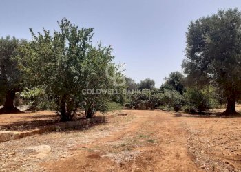 Foto 19 - Terreno agricolo c.da Gaeta Piccolo
 
sn, San Vito dei Normanni - foto 19