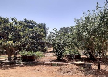 Foto 21 - Terreno agricolo c.da Gaeta Piccolo
 
sn, San Vito dei Normanni - foto 21