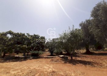 Foto 22 - Terreno agricolo c.da Gaeta Piccolo
 
sn, San Vito dei Normanni - foto 22