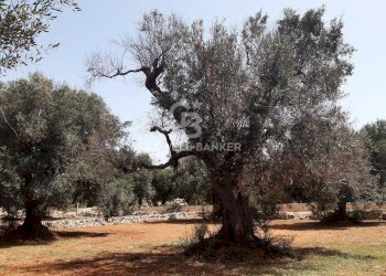 Foto 26 - Terreno agricolo c.da Gaeta Piccolo
 
sn, San Vito dei Normanni - foto 26