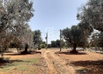 Foto 27 - Terreno agricolo c.da Gaeta Piccolo
 
sn, San Vito dei Normanni - foto 27