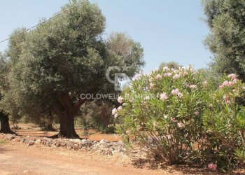 Foto 28 - Terreno agricolo c.da Gaeta Piccolo
 
sn, San Vito dei Normanni - foto 28